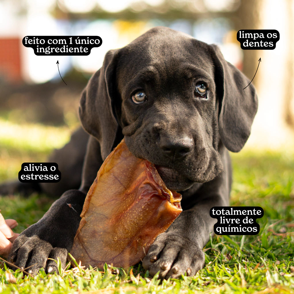 Orelha de Porco The Hungry Dog