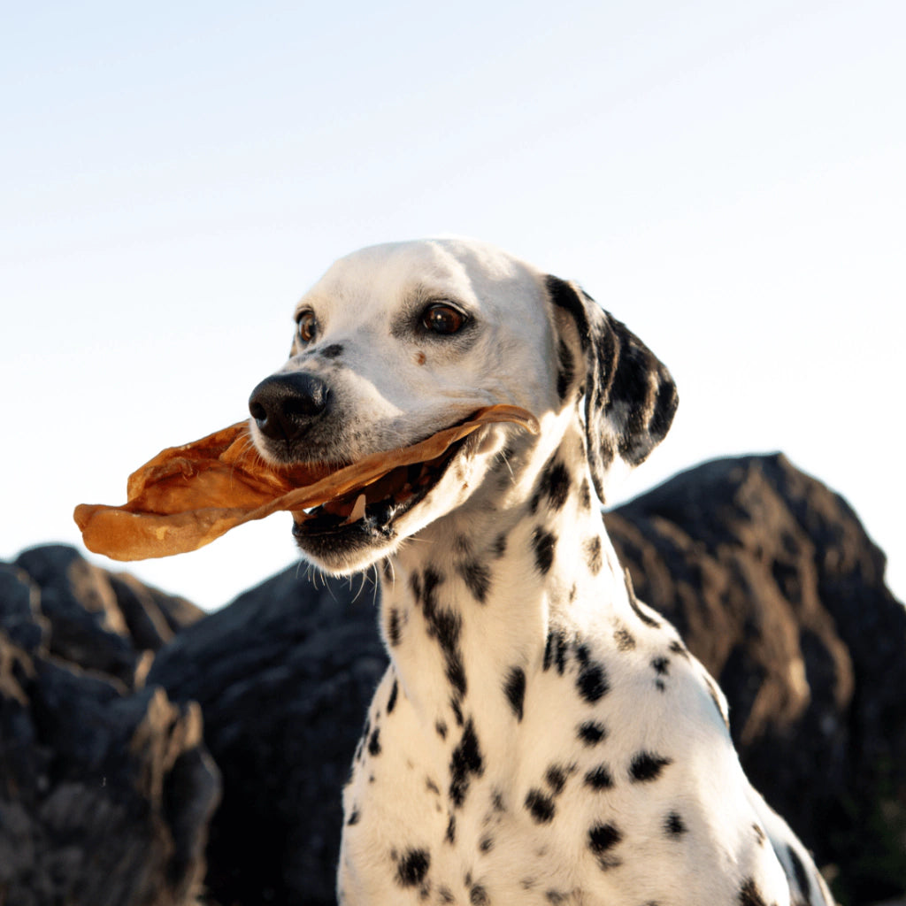 Orelha de Porco The Hungry Dog